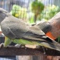 RED BELLIED PARROTS