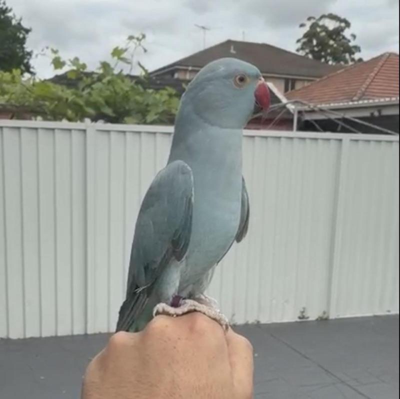 Indian ring neck pair semi tame