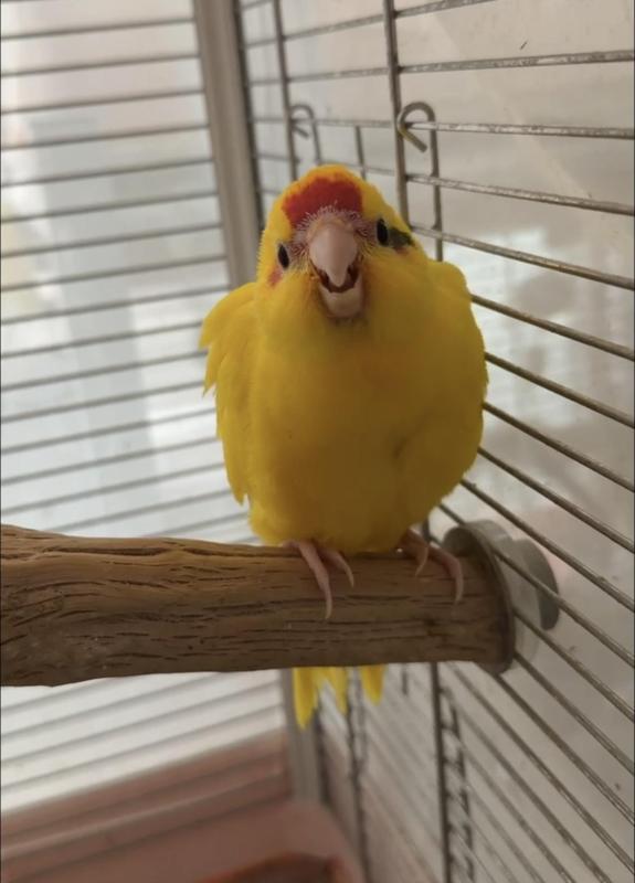 Want to buy Kakariki