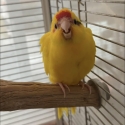 Want to buy Kakariki