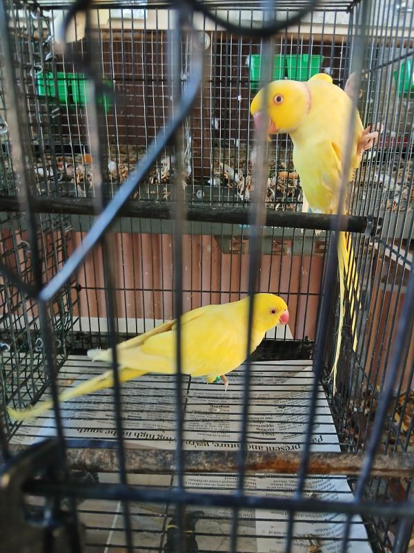 Breeding pairs of lutino ringnecks plus spare hen