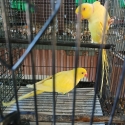 Breeding pairs of lutino ringnecks plus spare hen
