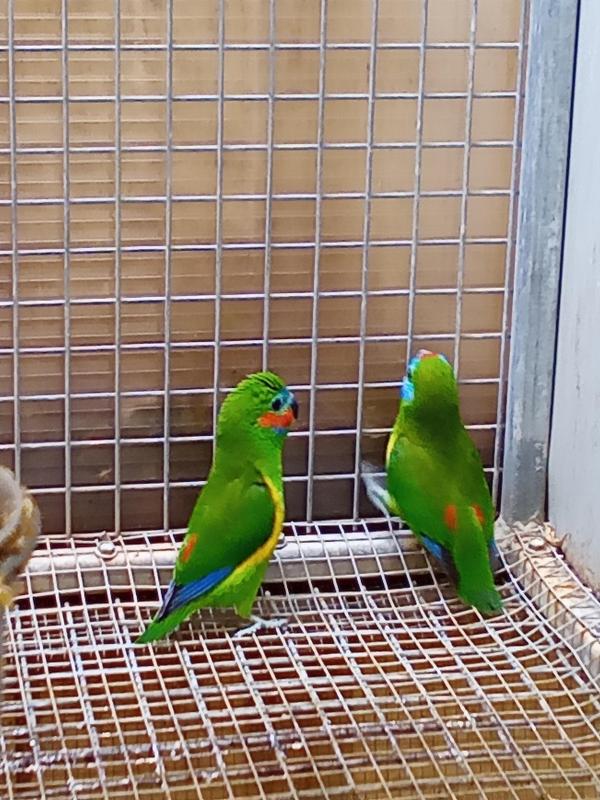double eyed fig parrots