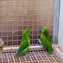 double eyed fig parrots