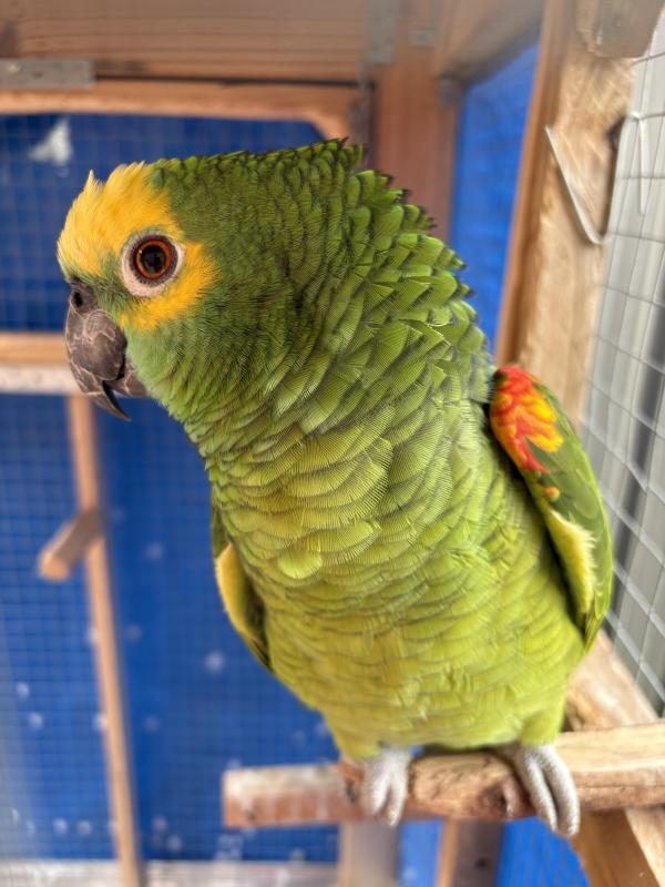 Male amazon cock