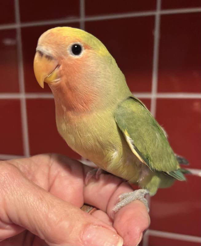 Hand Raised Baby Peachface Lovebirds