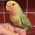 Hand Raised Baby Peachface Lovebirds