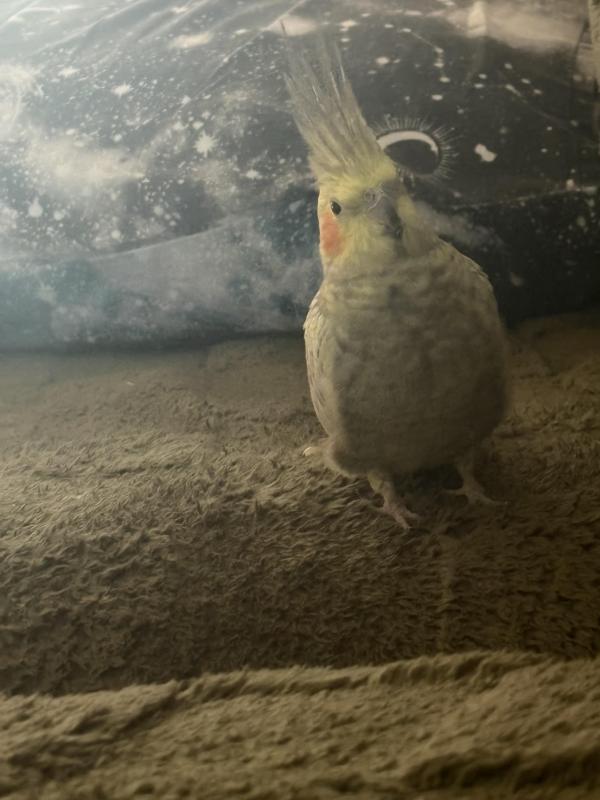 (urgent) 7 YEAR OLD FEMALE PIDE COCKATIEL