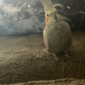 (urgent) 7 YEAR OLD FEMALE PIDE COCKATIEL
