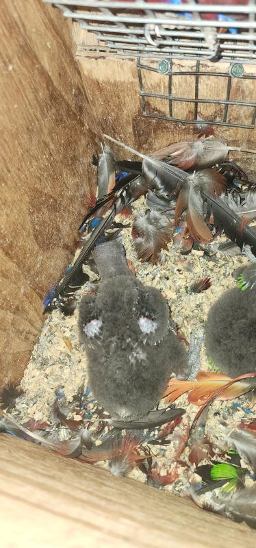 Baby eclectus