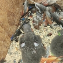 Baby eclectus