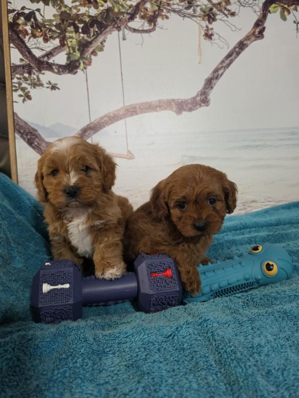 Cavoodle Puppies