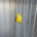 Handraised Regent Parrot Pair