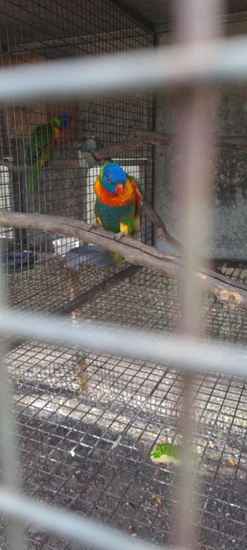 Lorikeets oppaline