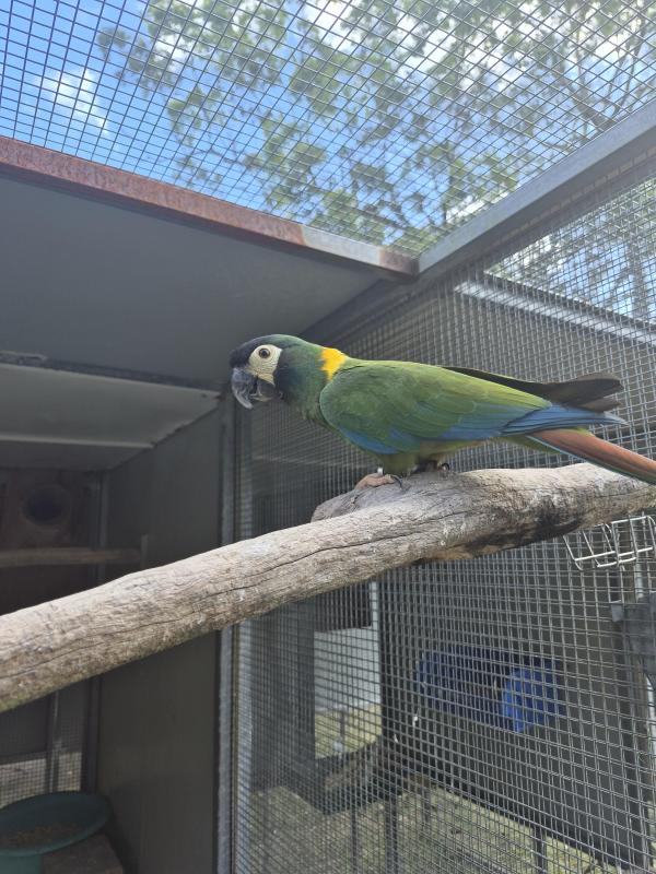 4 year old Yellow-Collared Macaw cock