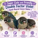 Hand Raised DFVT Green Cheek Conures
