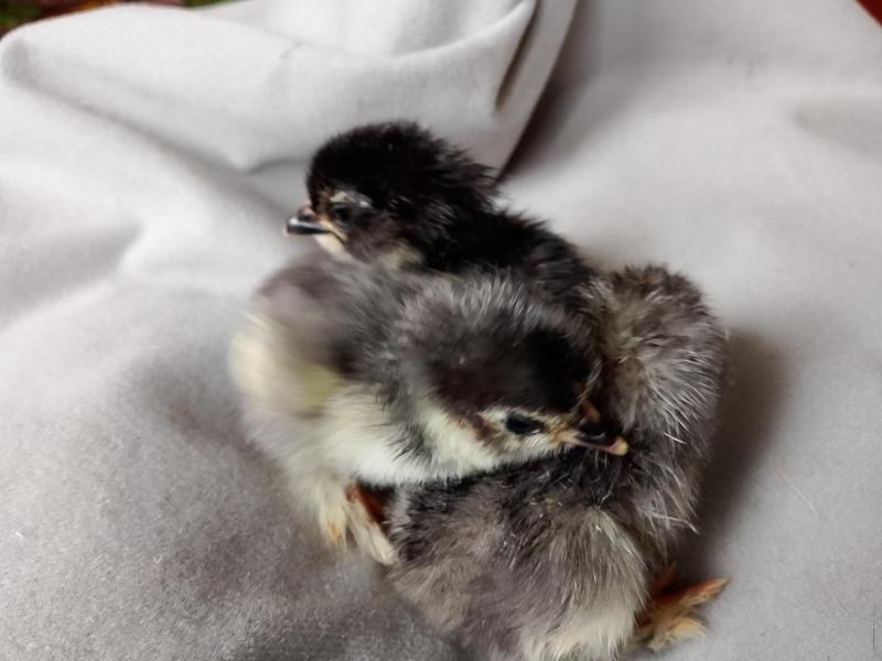 Belgian Barbu D'uccle chicks