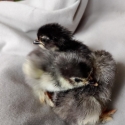 Belgian Barbu D'uccle chicks