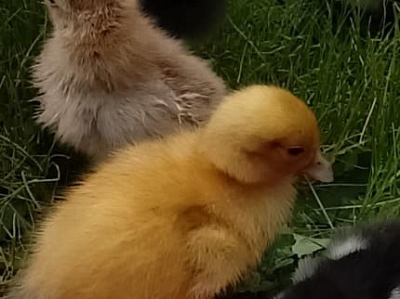 Elizabeth ducklings