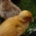 Elizabeth ducklings
