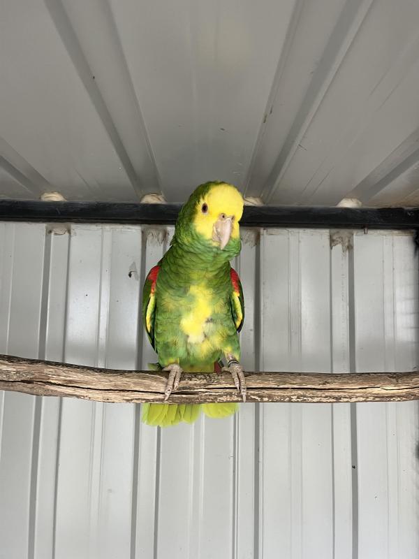 DOUBLE YELLOW HEADED AMAZON