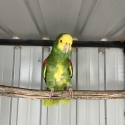 DOUBLE YELLOW HEADED AMAZON