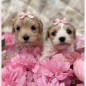 Small Cavaddle x maltese