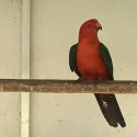 KING PARROT PR
