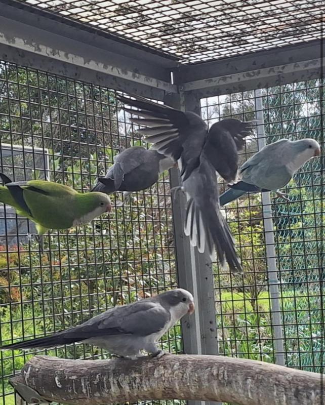 Selling Quaker parrots