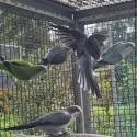 Selling Quaker parrots