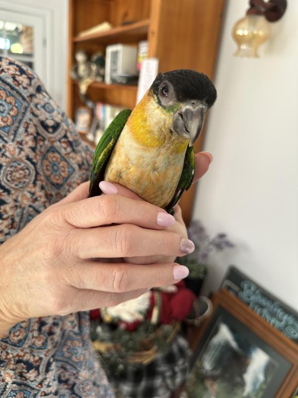 Black Headed Caique SOLD PENDING PICK UP