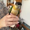 Black Headed Caique SOLD PENDING PICK UP
