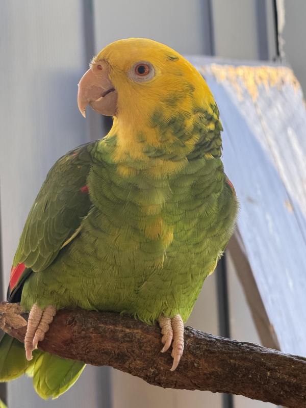 Magna double yellow headed Amazon