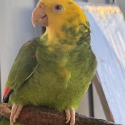 Magna double yellow headed Amazon