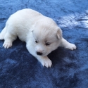 Siberian Husky Puppies