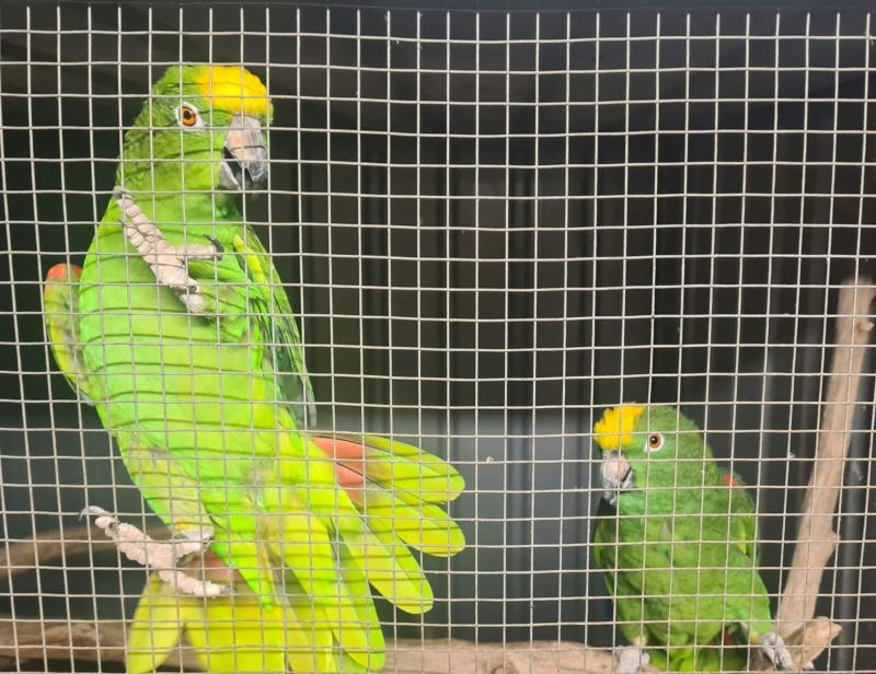 Yellow Crowned Amazon Pair