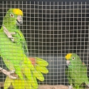 Yellow Crowned Amazon Pair