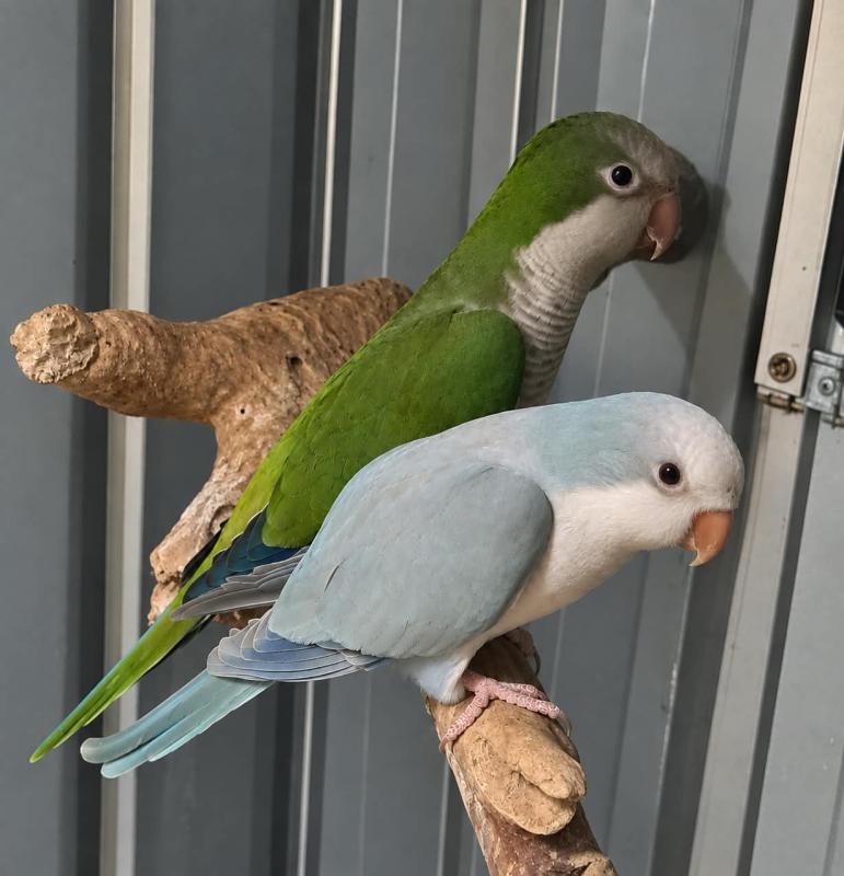 Quaker Breeding Pair