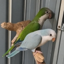 Quaker Breeding Pair