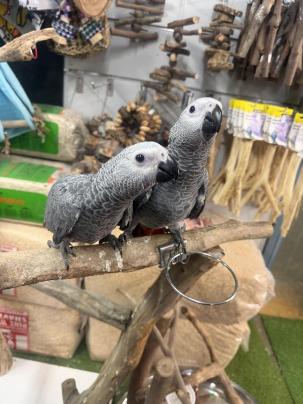 Handraised African greys super friendly !