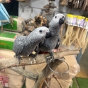 Handraised African greys super friendly !