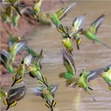 Bush Budgies - Large Flock approximately 100 birds