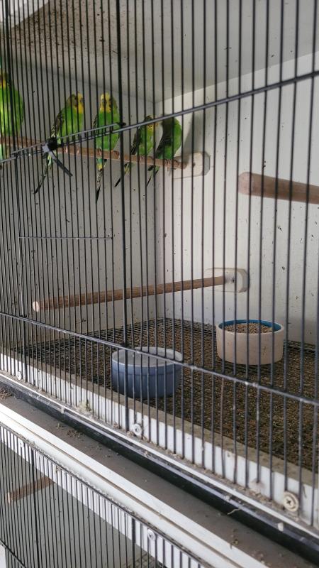 Bush budgies
