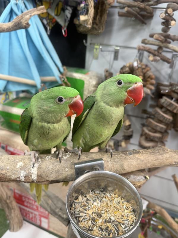 Handraised Alexandrians 11 weeks old