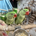 Handraised Alexandrians 11 weeks old
