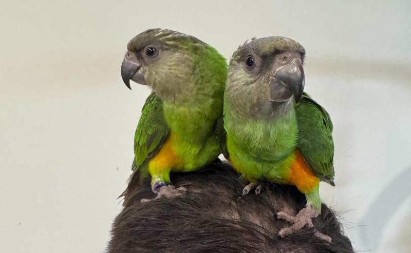 Handraised Senegal Parrots