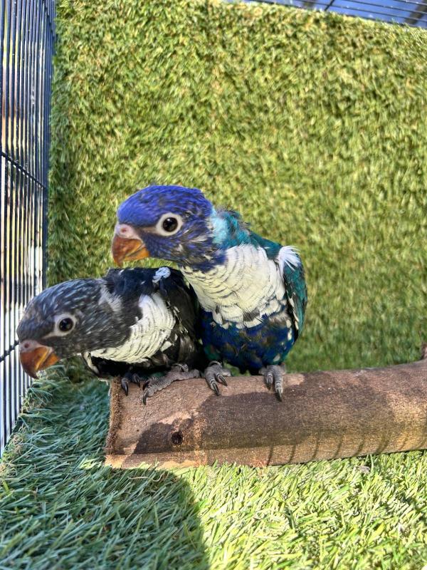 BABY LORIKEETS