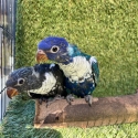 BABY LORIKEETS