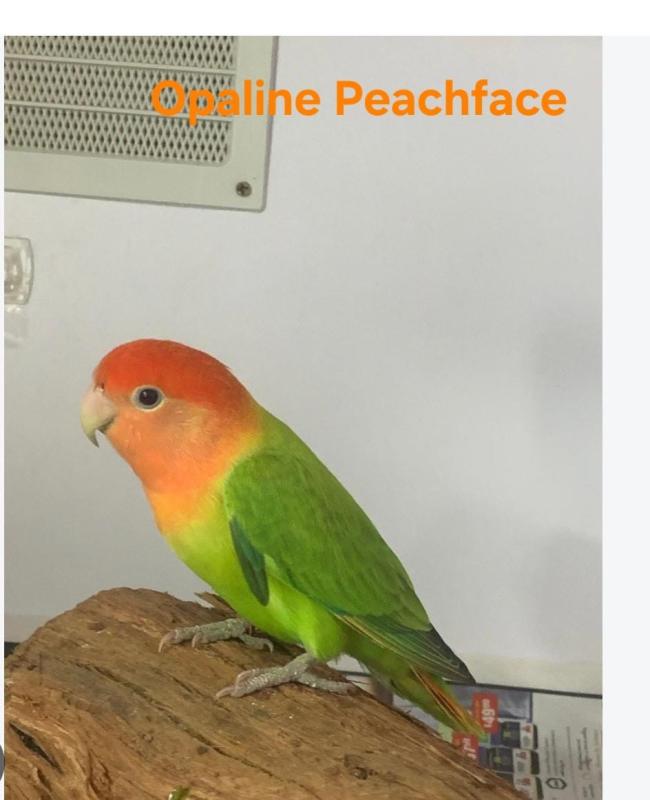 Wanted Opaline Peachface Lovebirds