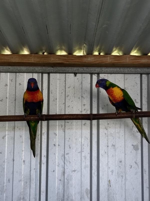Rainbow lorikeets